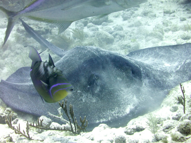 Queen Triggerfish and Southern Stingray IMG_3039.jpg